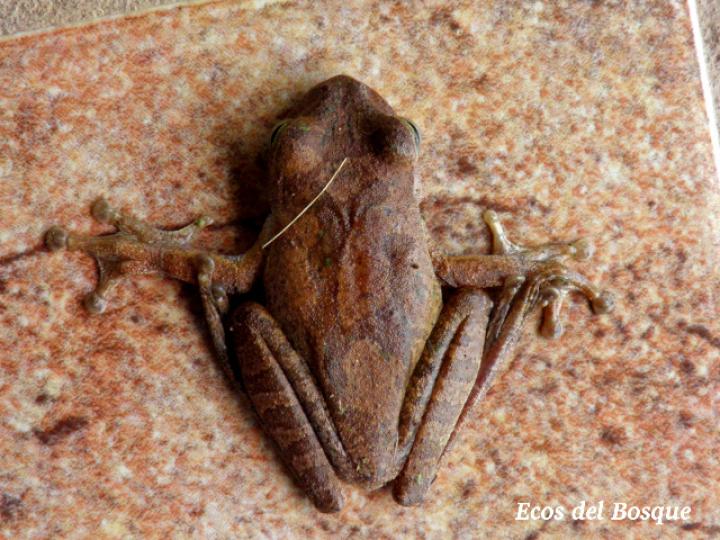 Smilisca sordida (Rana arborícola parda) (Hembra)