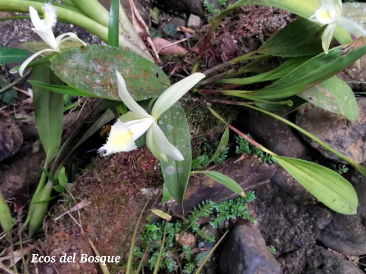 Sobralia fragrans, planta