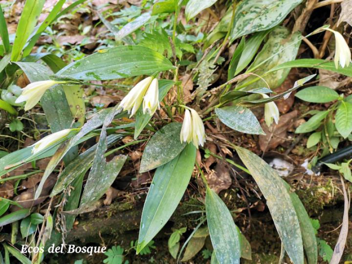 Sobralia fragrans, planta