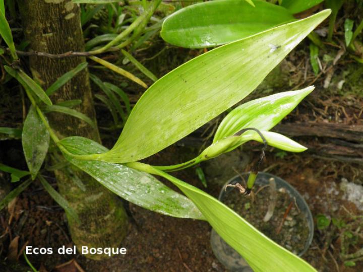 Sobralia mucronata