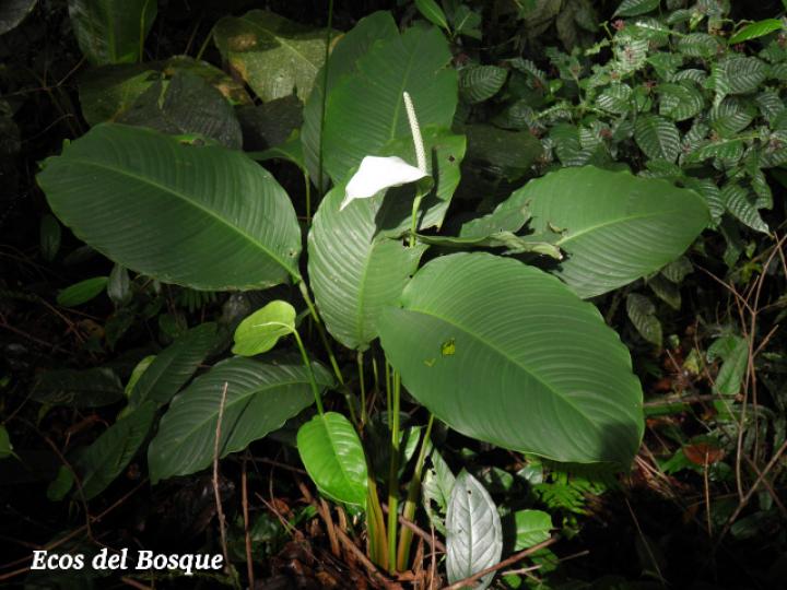 Spathiphyllum fulvovirens