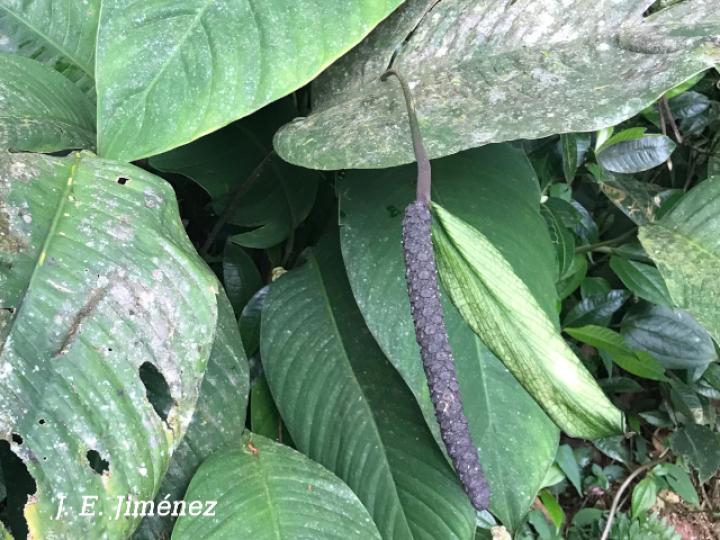 Spathiphyllum fulvovirens