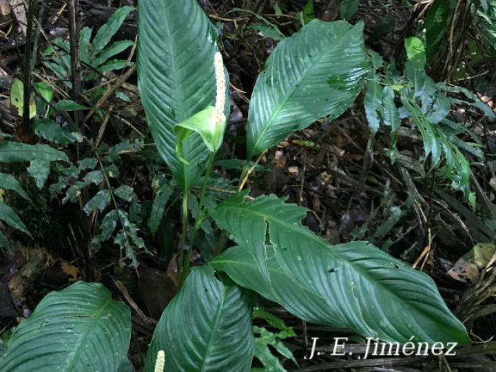 Spathiphyllum fulvovirens