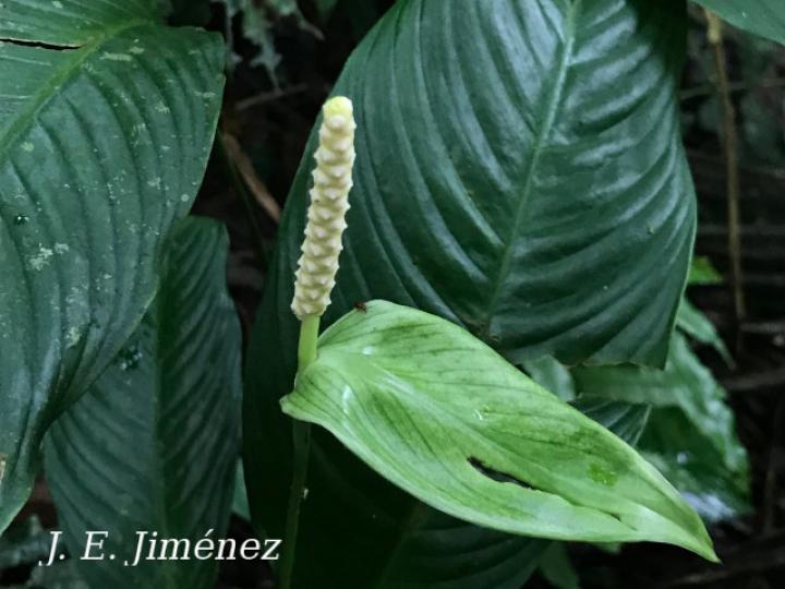 Spathiphyllum fulvovirens