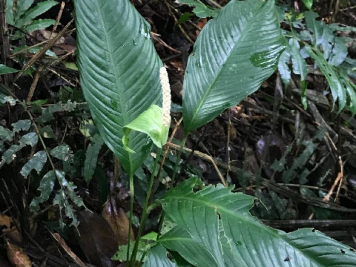 Spathiphyllum fulvovirens