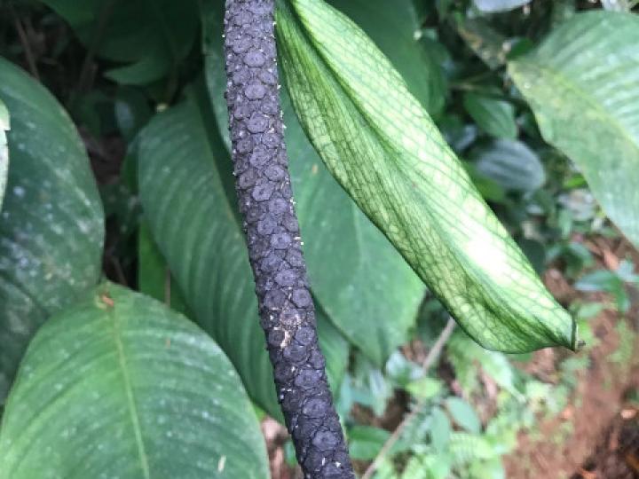 Spathiphyllum fulvovirens