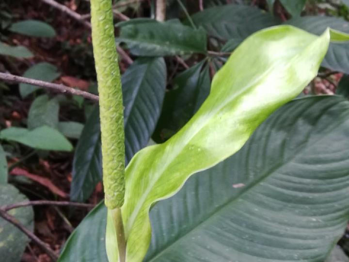 Spathiphyllum fulvovirens