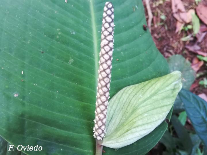 Spathiphyllum fulvovirens