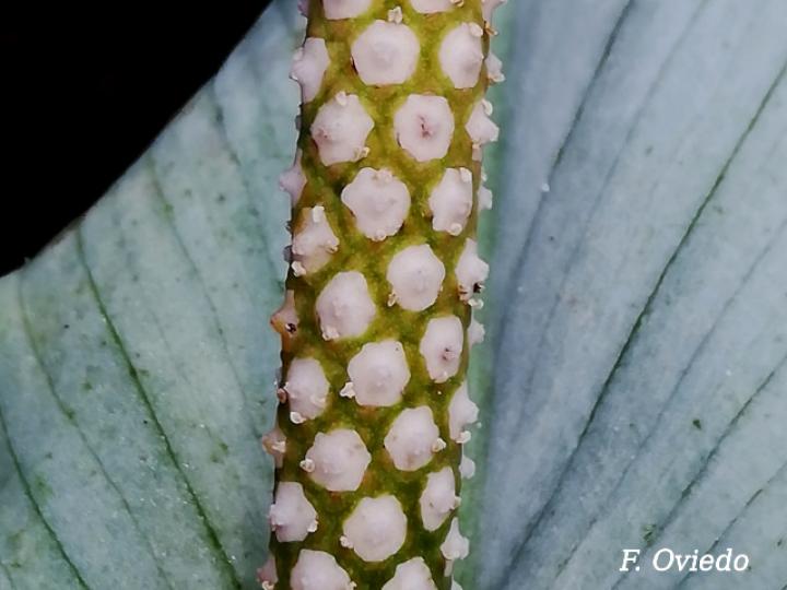 Spathiphyllum fulvovirens