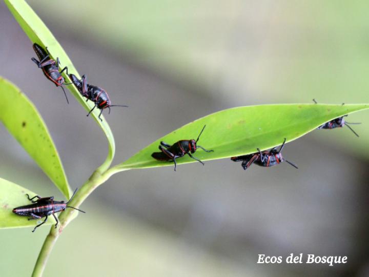 Taeniopoda reticulata, ninfas