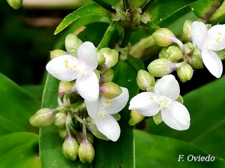 Tripogandra serrulata