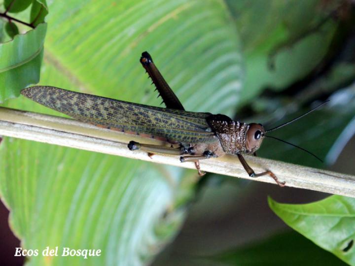 Tropidacris cristata Tropidacris cristata