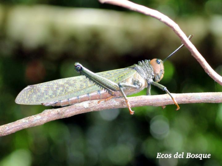 Tropidacris cristata