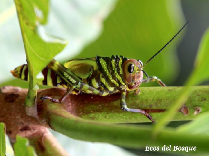 Tropidacris cristata, ninfa