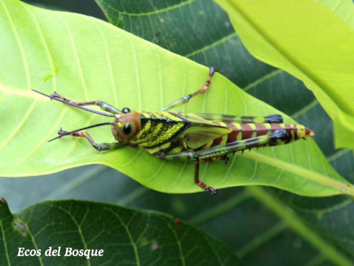 Tropidacris cristata, ninfa Tropidacris cristata, ninfa