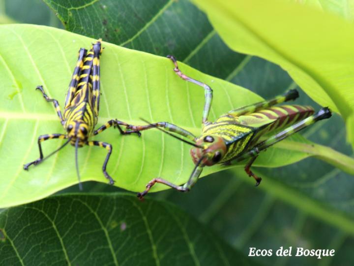 Tropidacris cristata, ninfa Tropidacris cristata, ninfa
