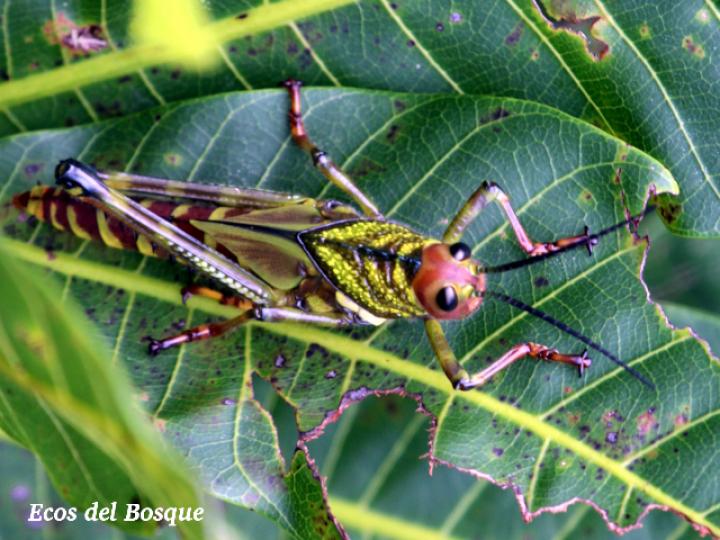 Tropidacris cristata, ninfa Tropidacris cristata, ninfa