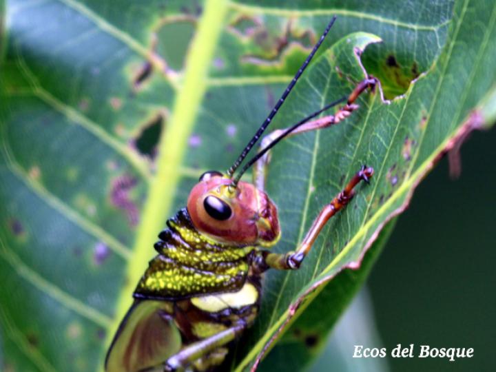 Tropidacris cristata, ninfa Tropidacris cristata, ninfa