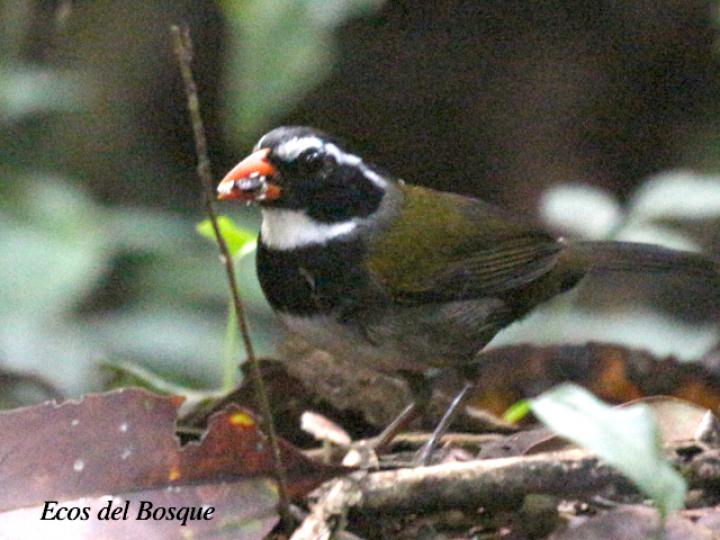 Arremon aurantiirostris