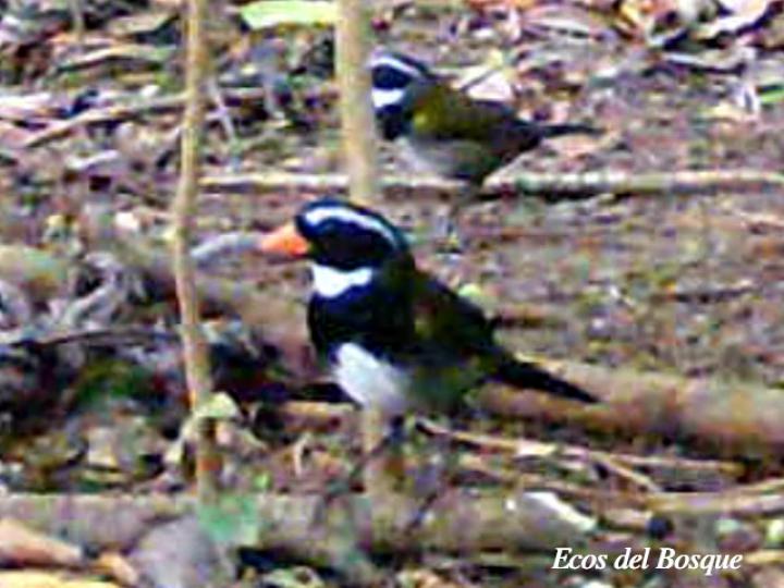 Arremon aurantiirostris