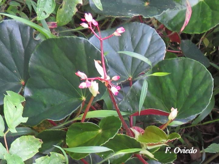 Begonia multinervia | Ecos del Bosque