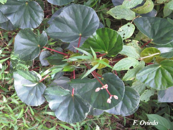 Begonia multinervia | Ecos del Bosque