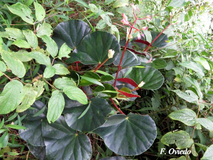 Begonia multinervia | Ecos del Bosque