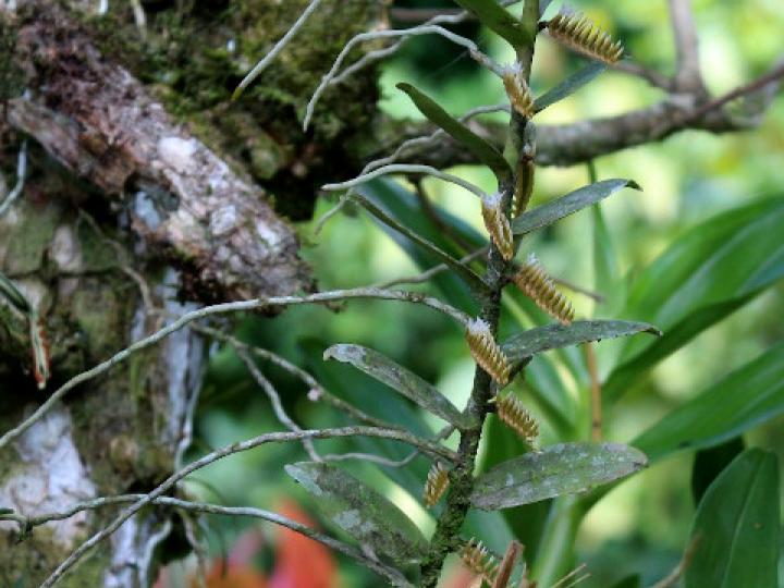 Campylocentrum micranthum