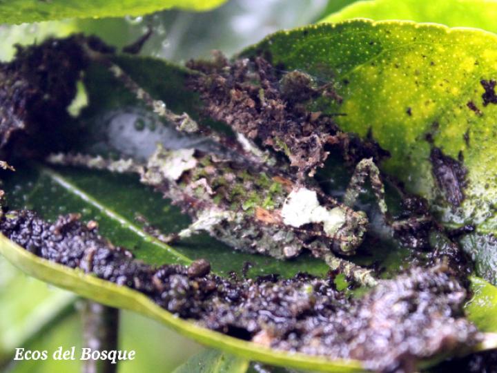 Clepsydronotus deciduus