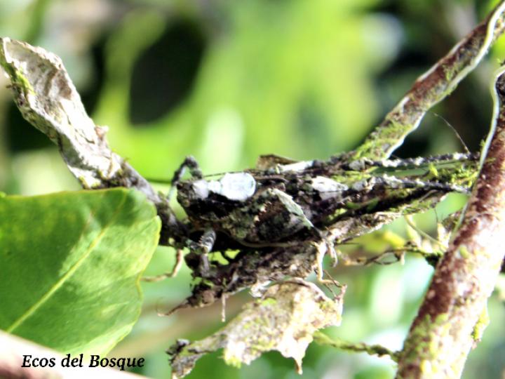 Clepsydronotus deciduus