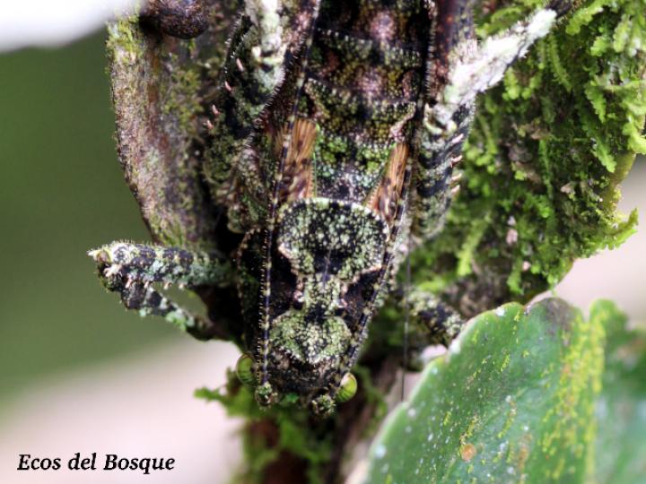 Clepsydronotus deciduus