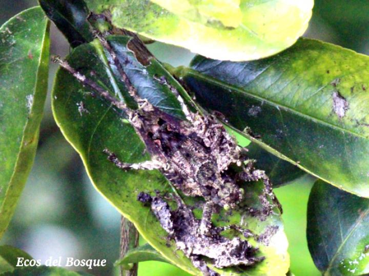 Clepsydronotus deciduus