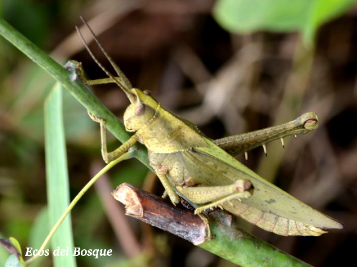 Colpolopha bruneri