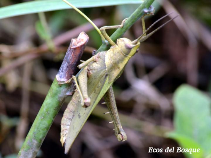 Colpolopha bruneri
