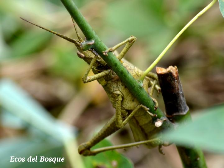 Colpolopha bruneri Colpolopha bruneri