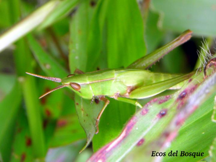 Colpolopha bruneri, juvenil Colpolopha bruneri, juvenil