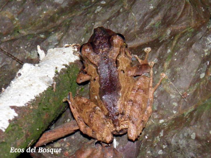 Diasporus diastema Ecos del Bosque