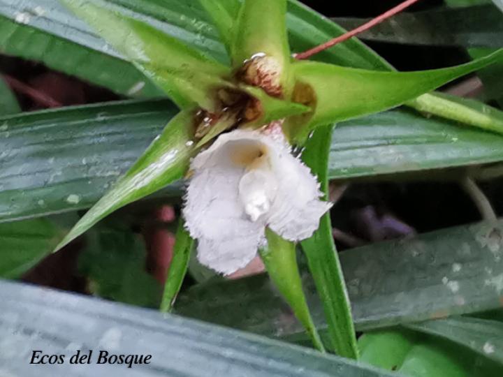 Elleanthus caricoides