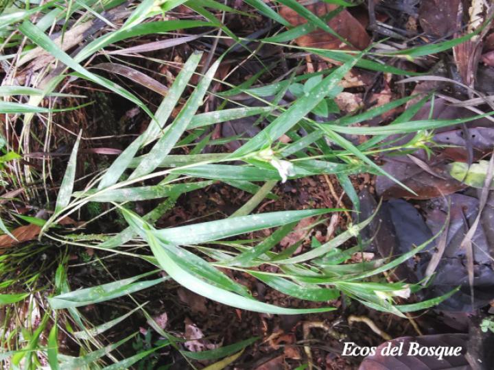 Elleanthus caricoides