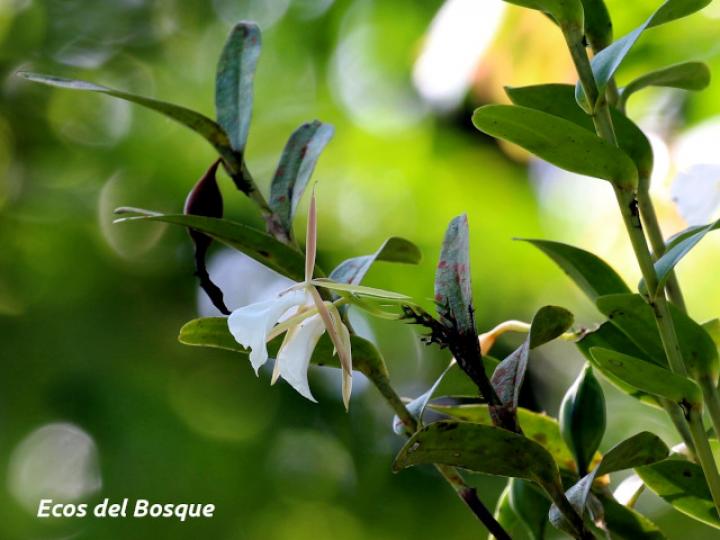 Epidendrum eburneum