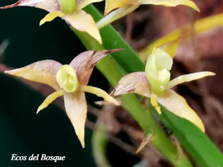 Epidendrum stangeanum