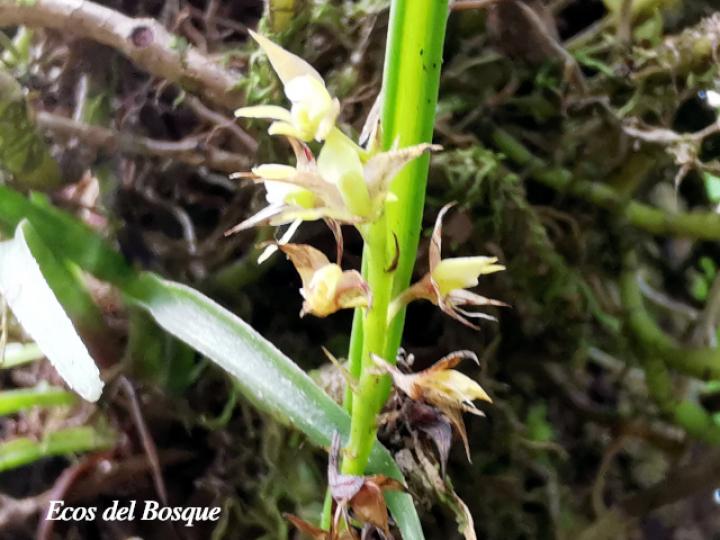 Epidendrum stangeanum