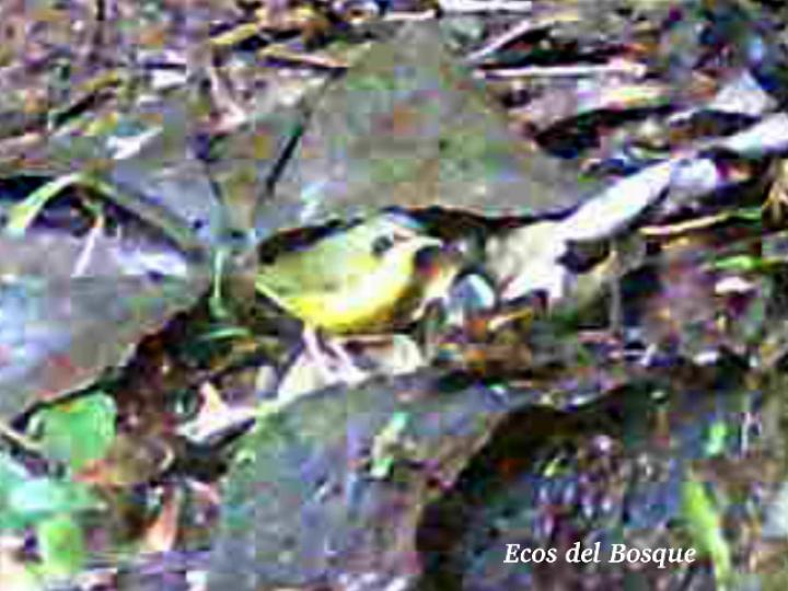 Geotlypis formosa