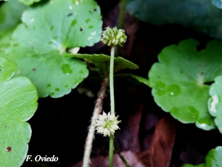 Hydrocotyle leucocephala Hydrocotyle leucocephala