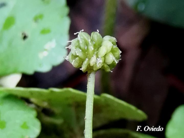 Hydrocotyle leucocephala Hydrocotyle leucocephala