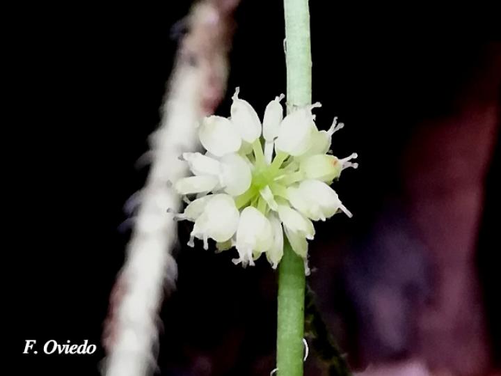 Hydrocotyle leucocephala Hydrocotyle leucocephala