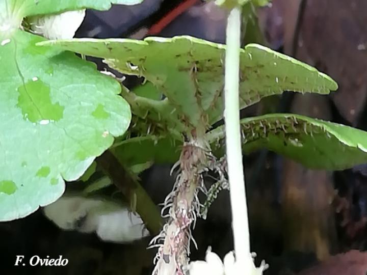 Hydrocotyle leucocephala Hydrocotyle leucocephala