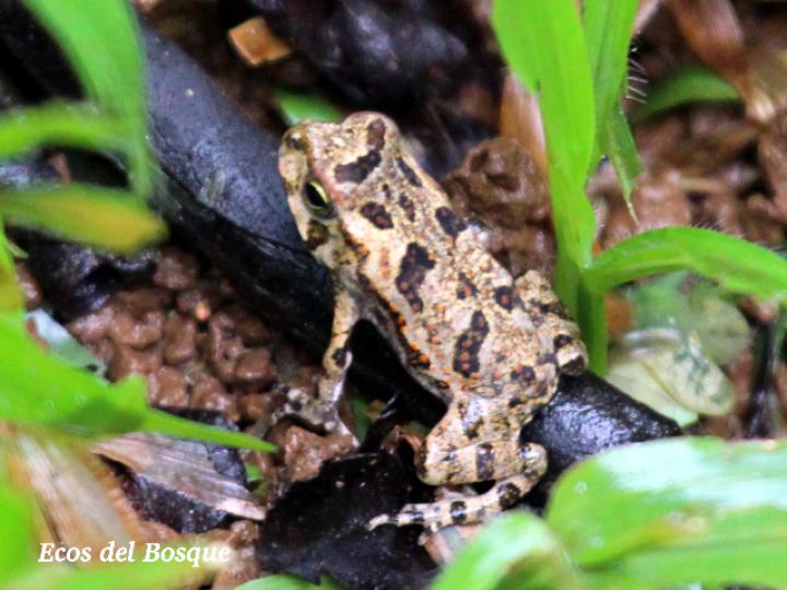 Incilius melanochlorus (Sapo de bosque húmedo)