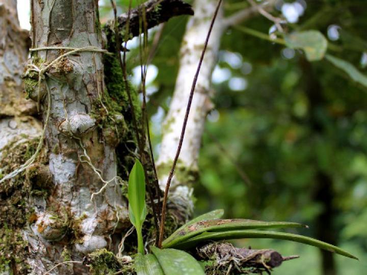 Ionopsis utricularioides