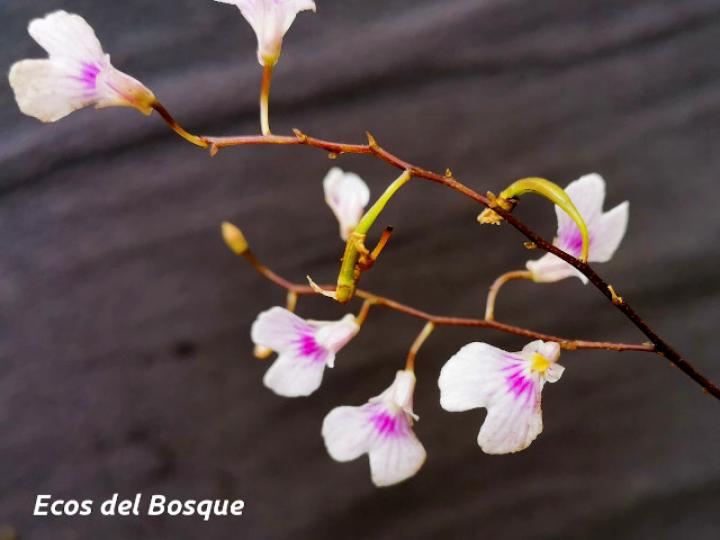 Ionopsis utricularioides